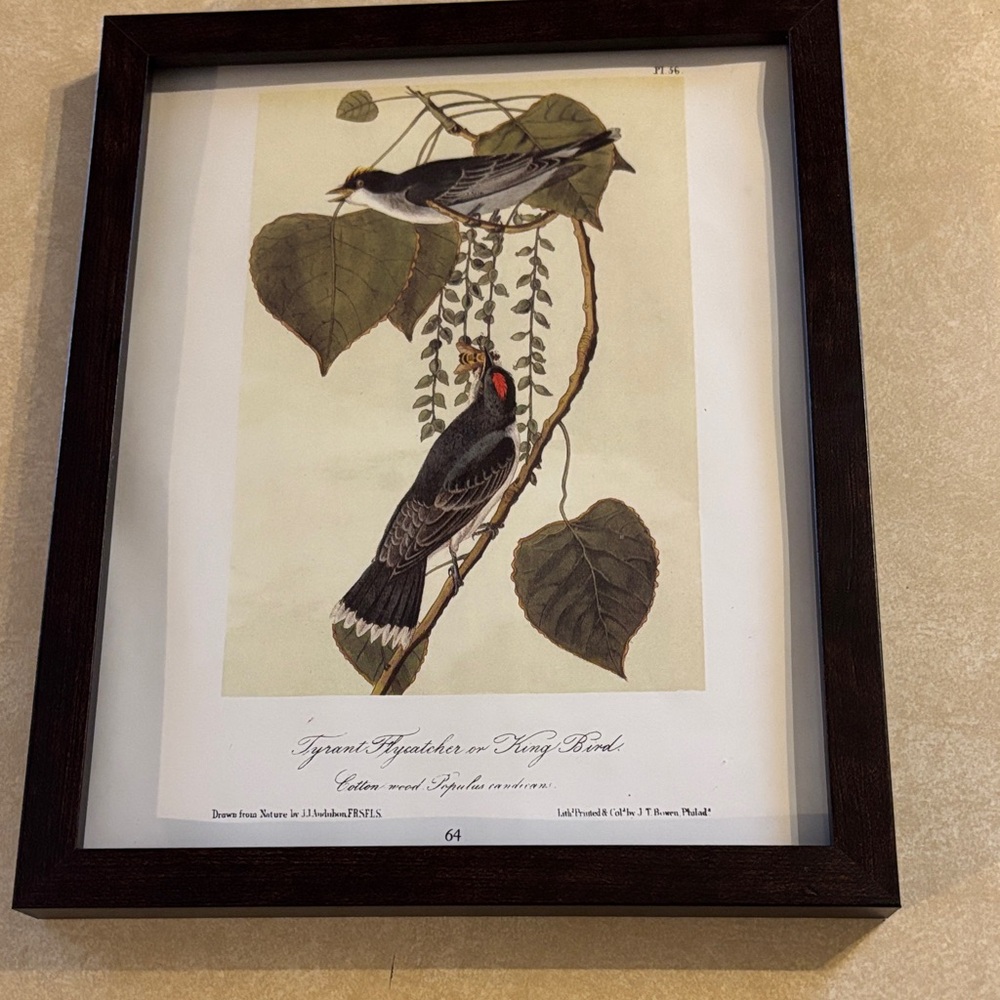 Framed Audubon Page Print